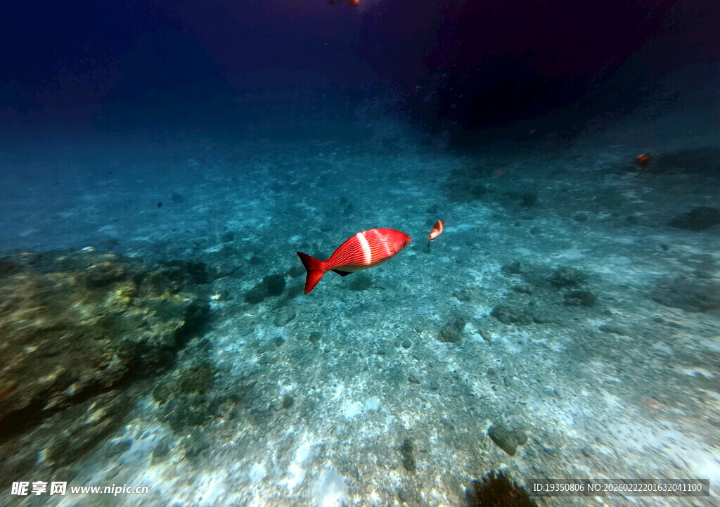 海底的礁石和鱼