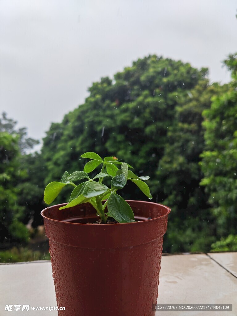 盆栽绿植 窗外绿意盎然