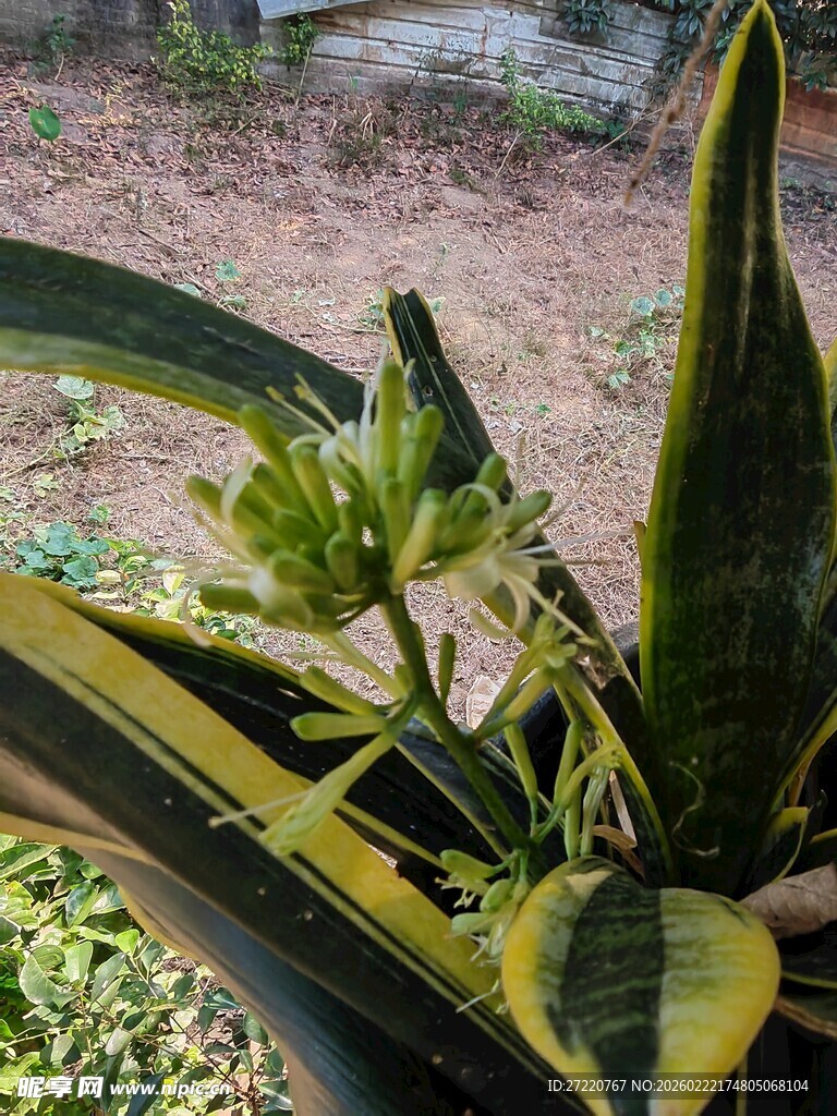 虎皮兰绿植特写
