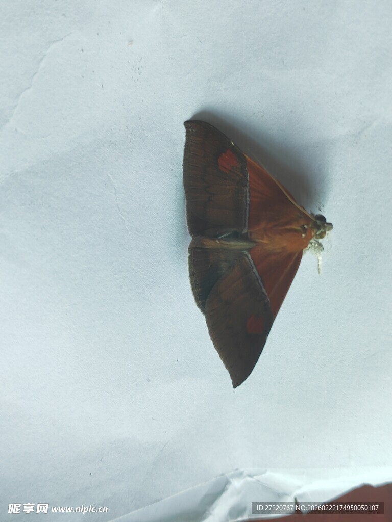 棕色飞蛾特写