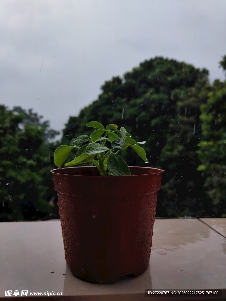 盆栽绿植置于户外平台