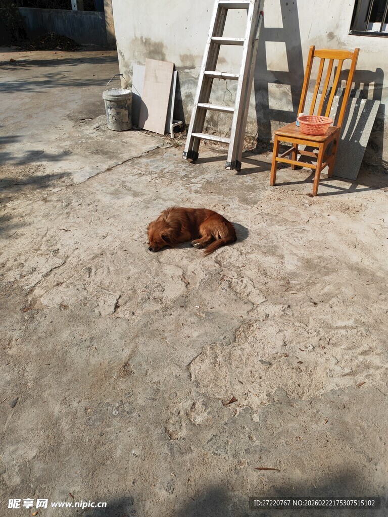 院子里酣睡的棕色小狗