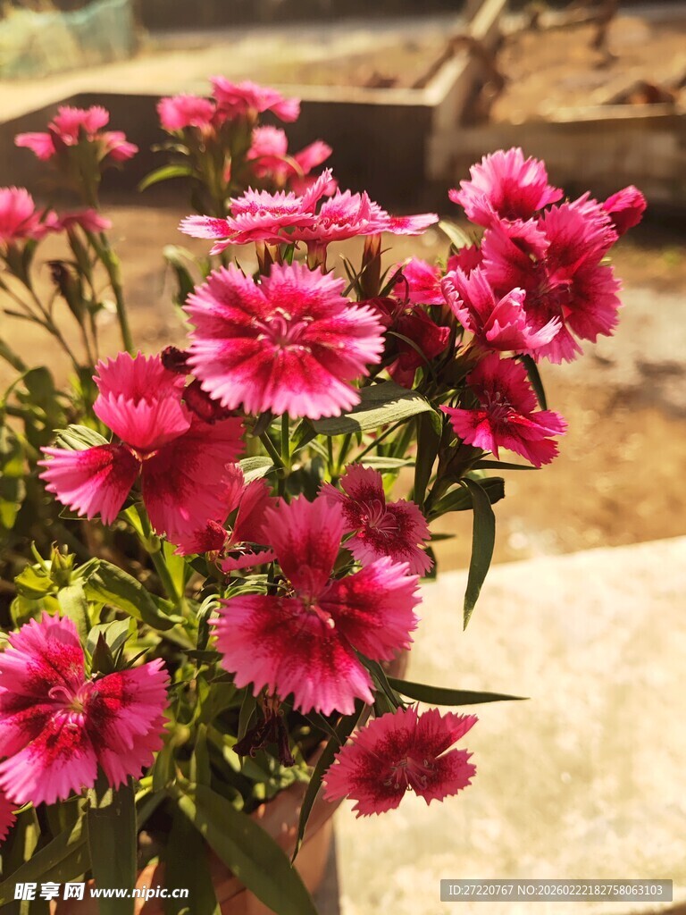 娇艳石竹花绽放户外