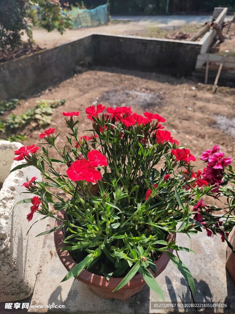 盆栽天竺葵绽放艳丽花朵