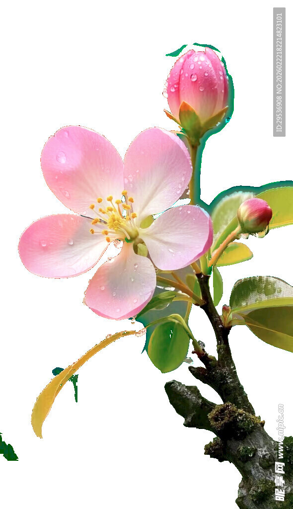 桃花