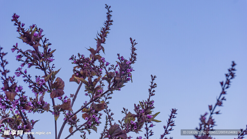 蓝天映衬下的紫色花枝