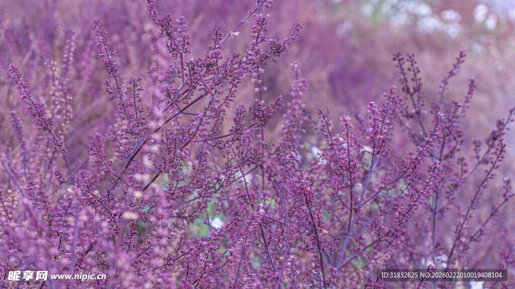 紫色花丛美景