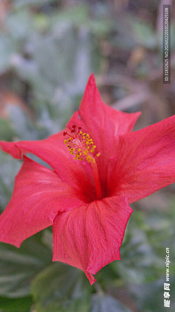 娇艳红色扶桑花绽放