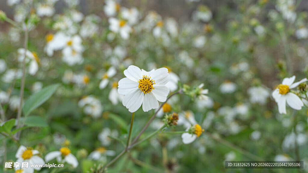 鬼针草 田野中的白色小花绽放