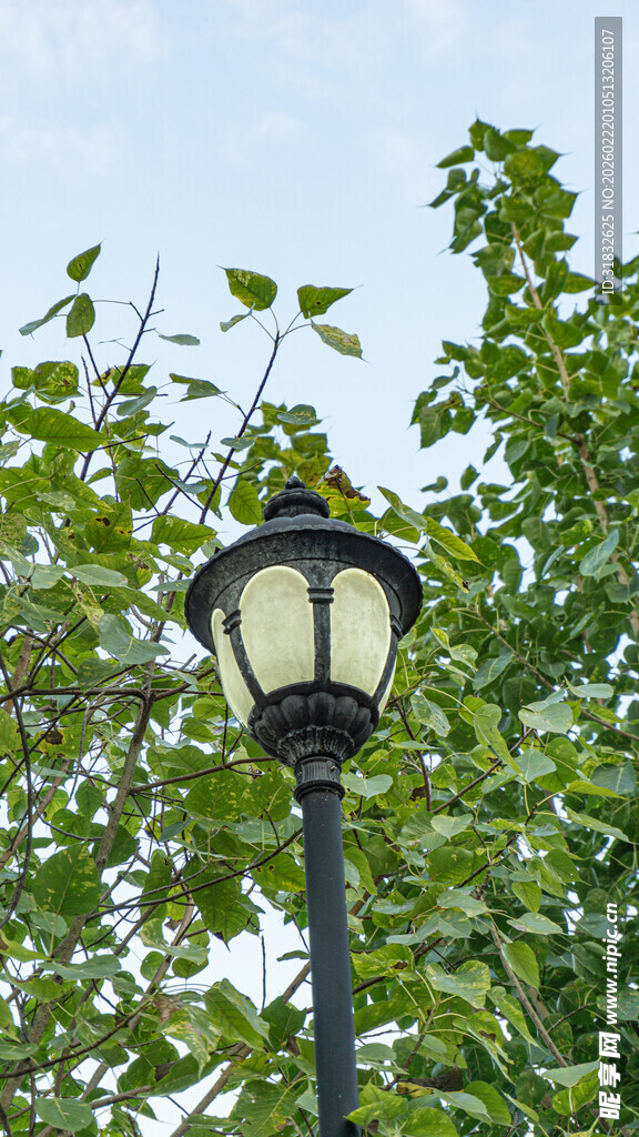 绿荫中的复古路灯