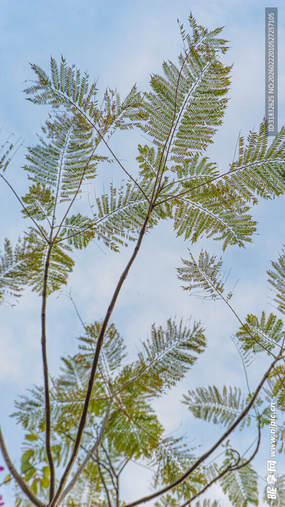 仰视下的翠绿羽状复叶