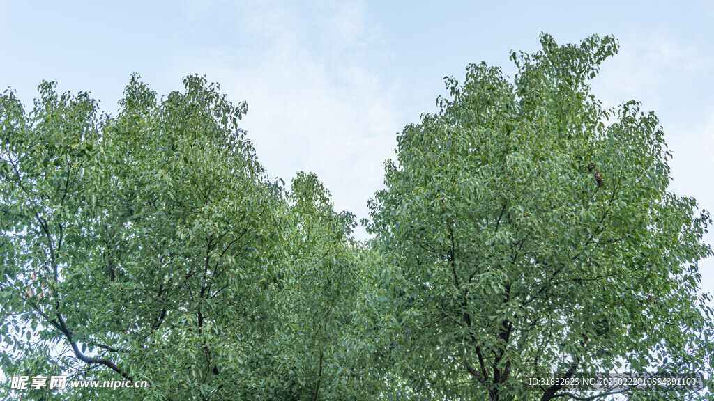 绿树蓝天 清新自然景象
