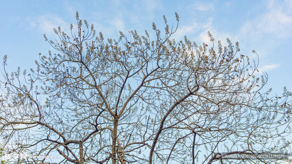 蓝天中光秃树枝的景象