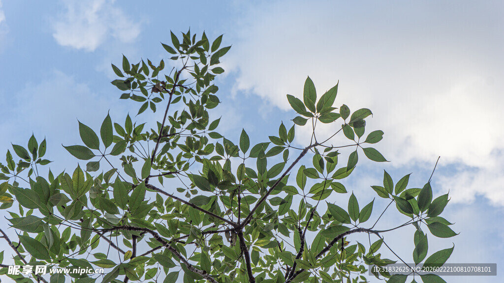 阳光下的翠绿枝叶