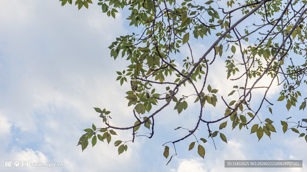 枝头嫩叶映蓝天