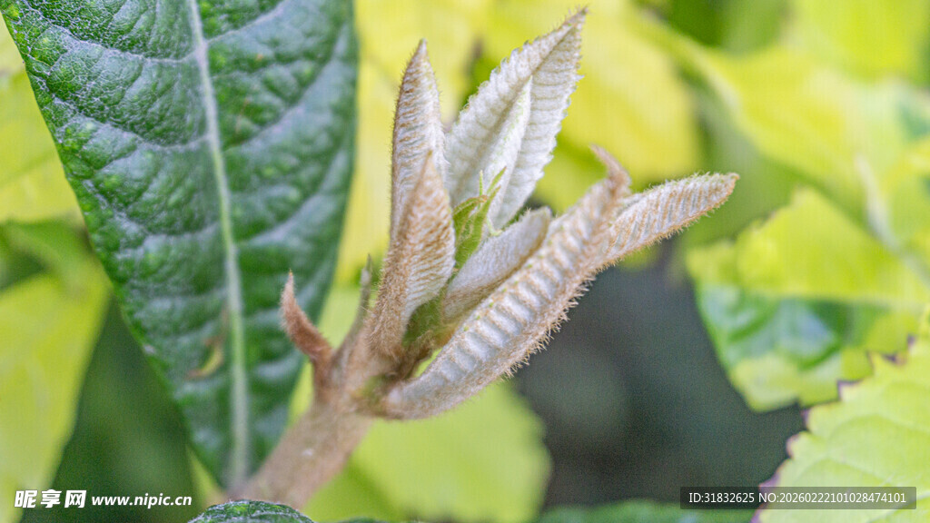 枇杷嫩芽 嫩绿新叶初绽