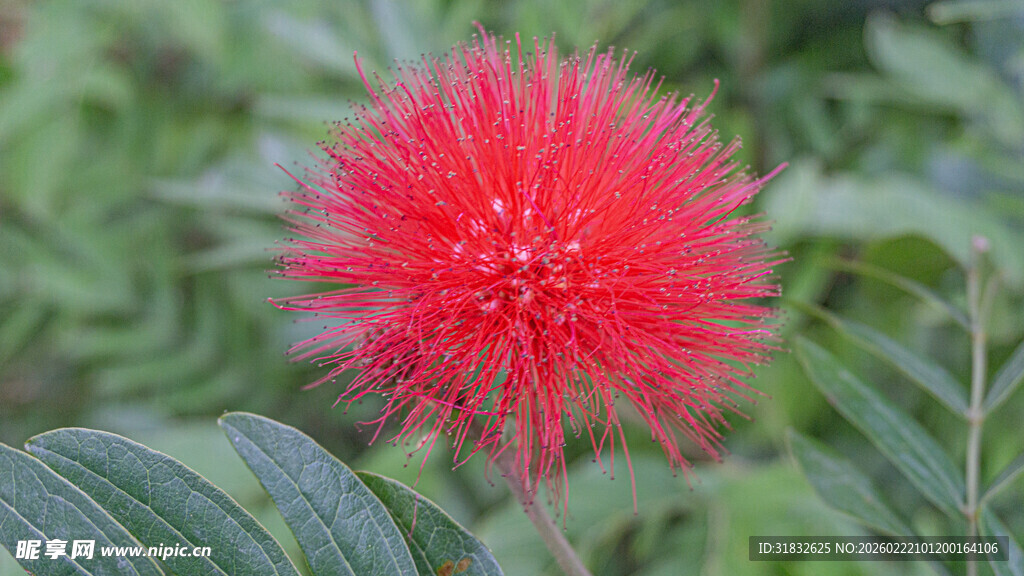 艳丽朱缨花绽放