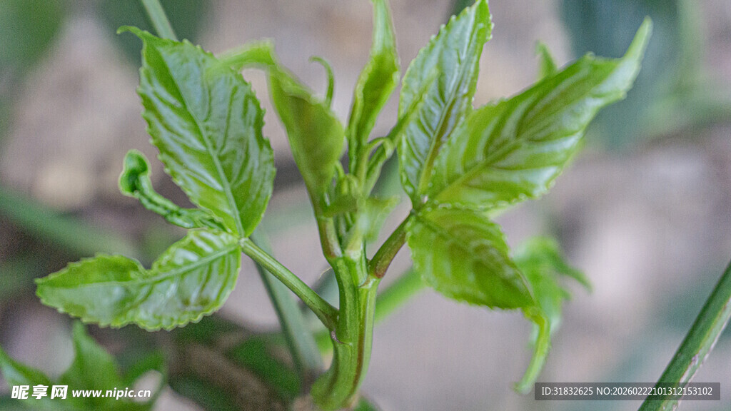 嫩绿新叶生机盎然