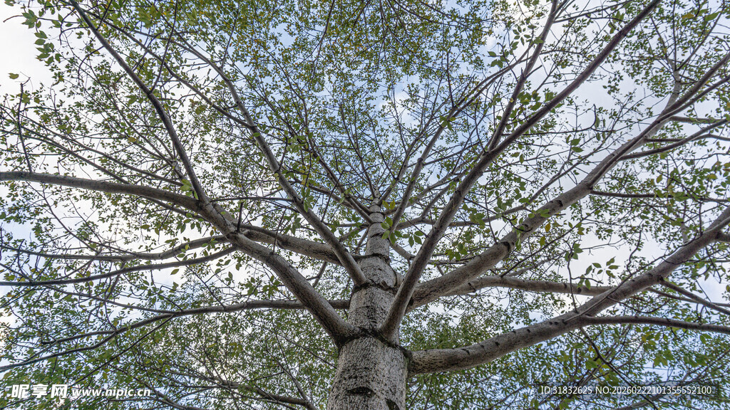 仰视繁茂大树树冠
