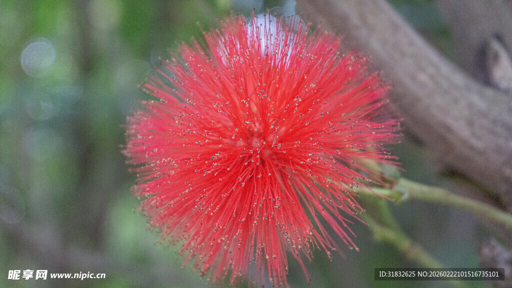艳丽朱缨花绽放枝头
