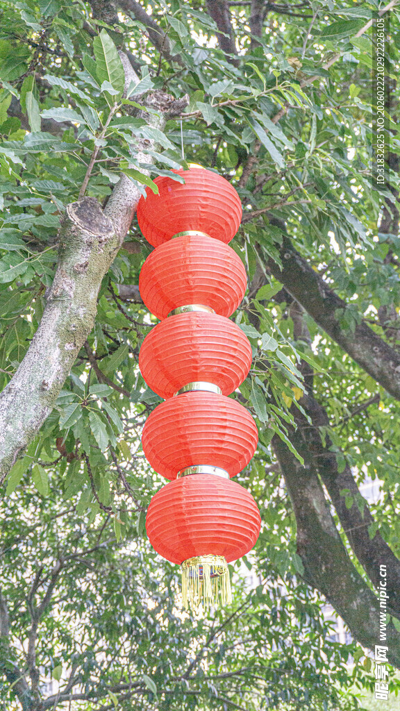 树上悬挂的串串红灯笼