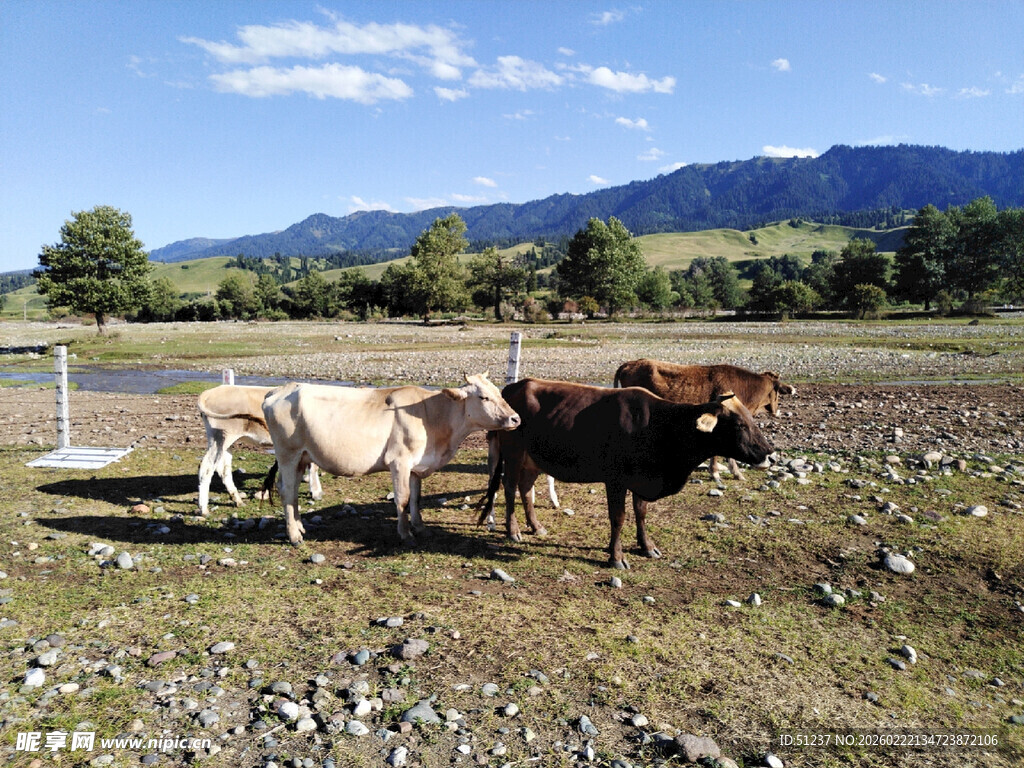 草原上的几头健壮耕牛