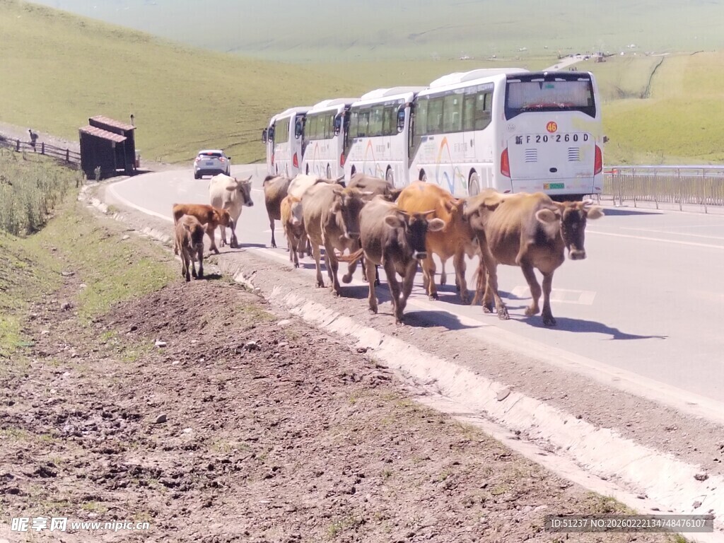 公路上牛群与客车同行