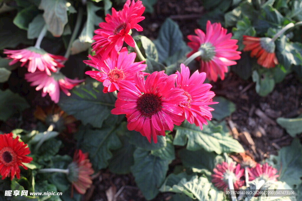 鲜艳绽放的玫红色非洲菊