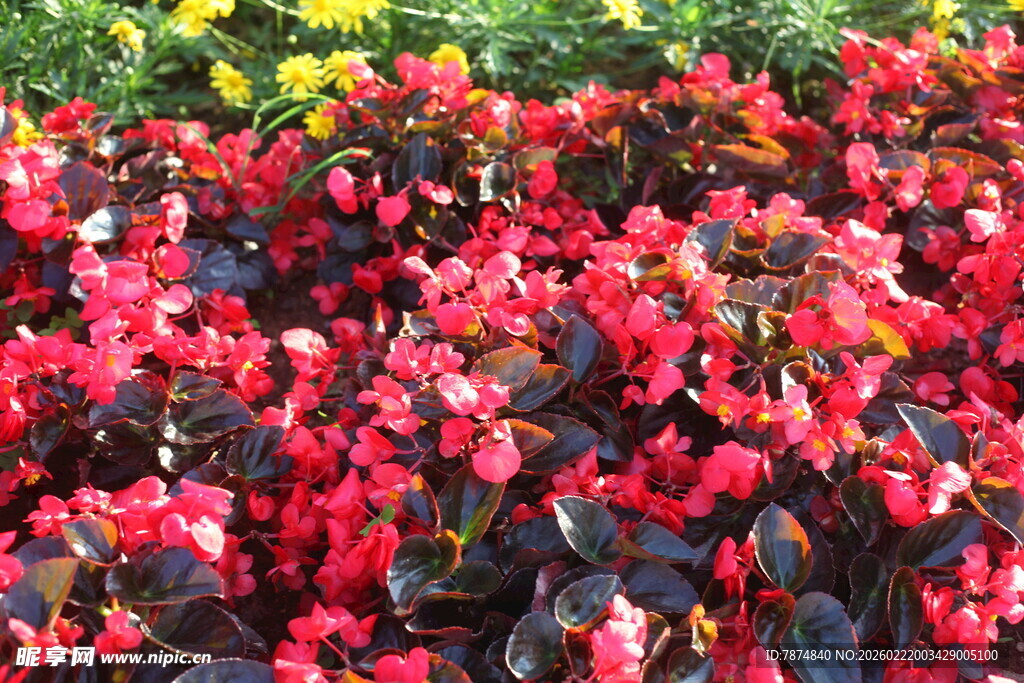 艳丽多彩秋海棠花卉