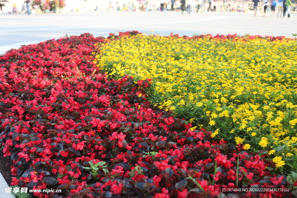 多彩花卉装点美丽景观