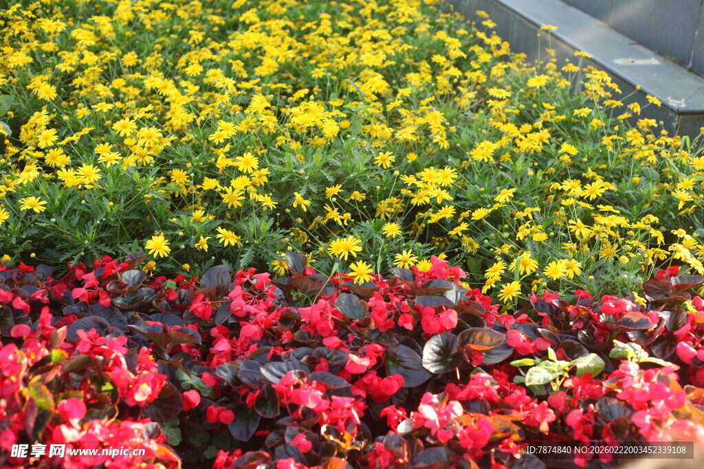 多彩花卉绽放美景