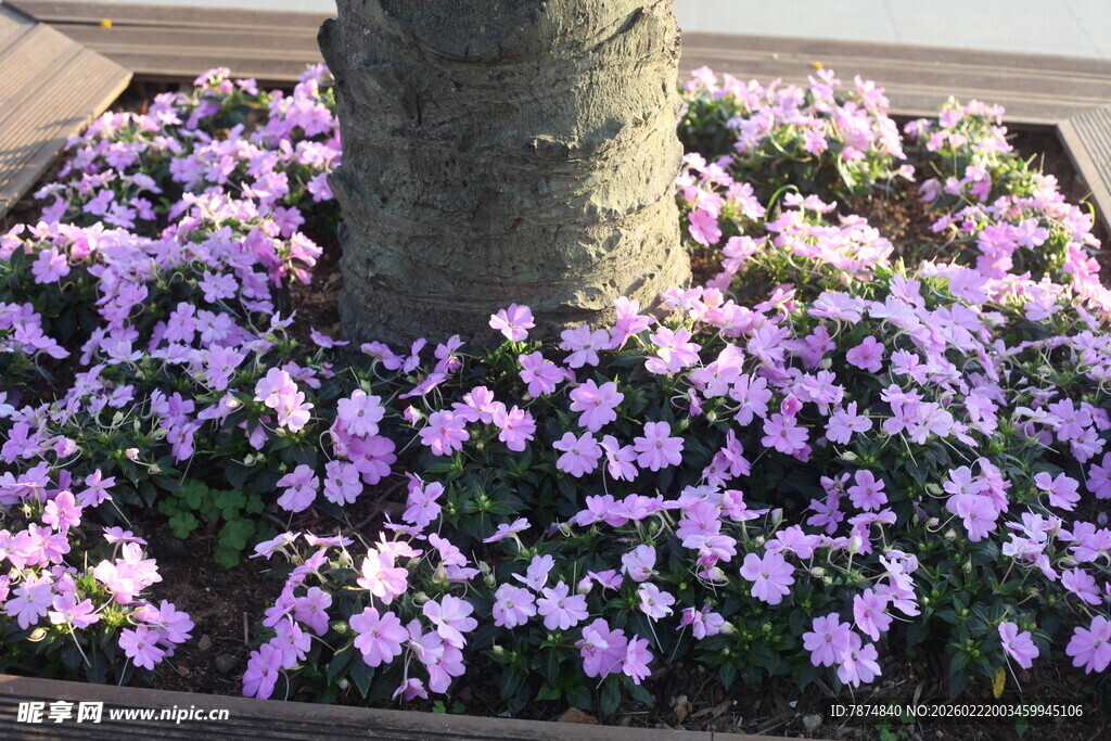 树下绽放的紫色美丽小花