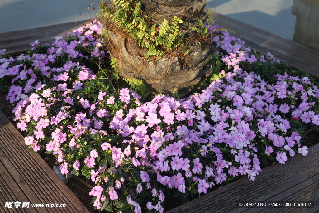花坛中簇拥的粉色美丽花卉