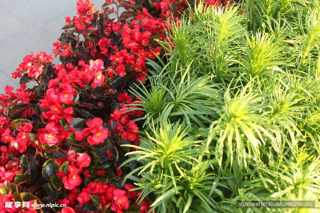 红绿植花卉搭配景观