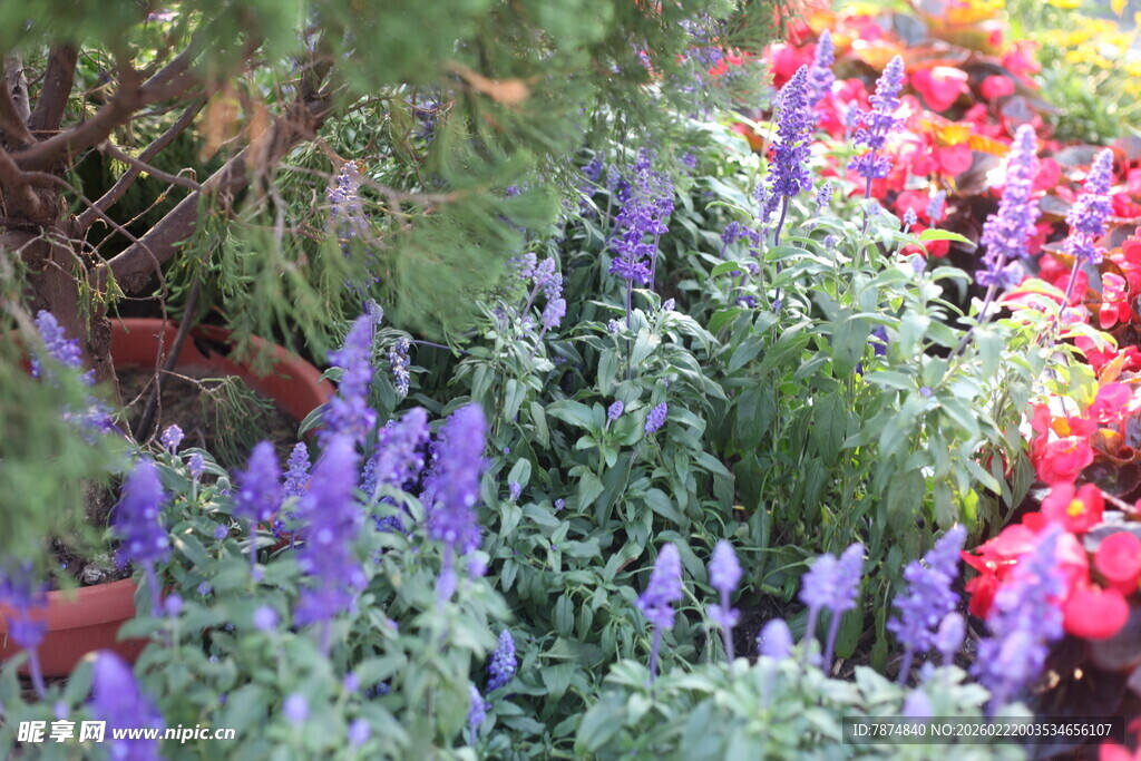 多彩花卉盆栽展示