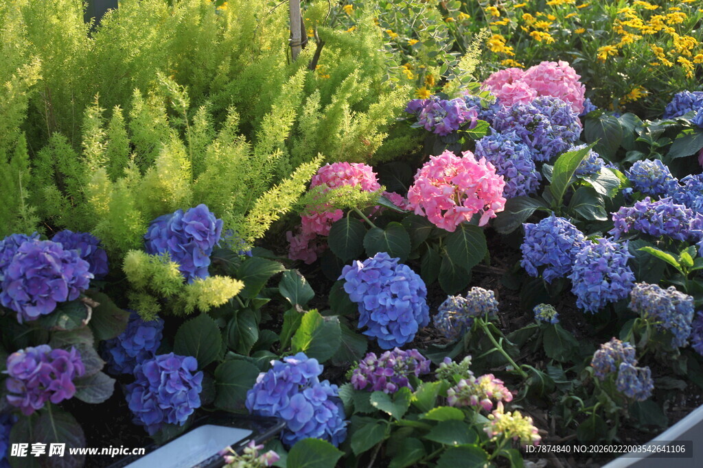 多彩绣球花装点美丽花境