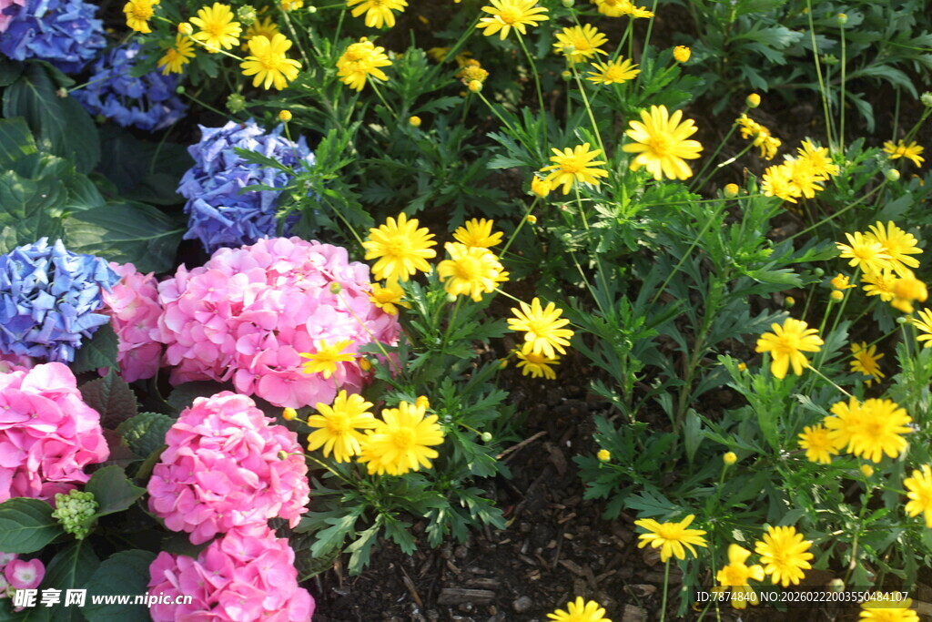 多彩花卉绽放美景