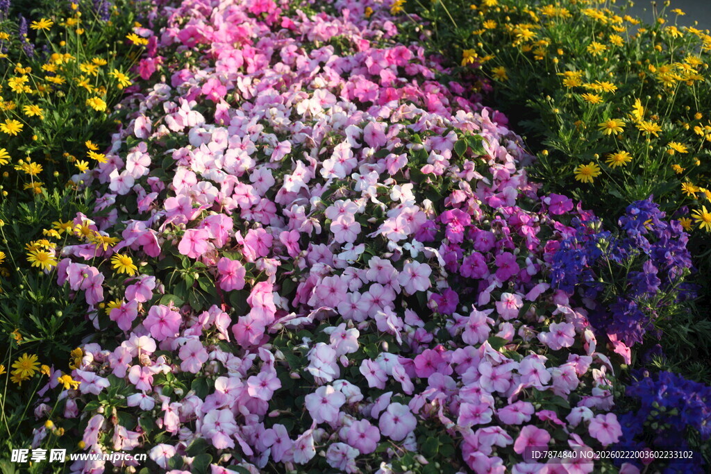 多彩花卉组成绚丽花径