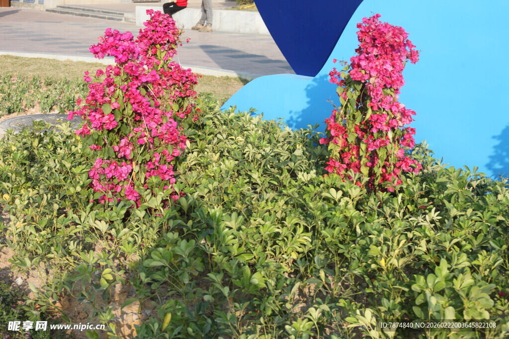 艳丽三角梅绽放于绿植间