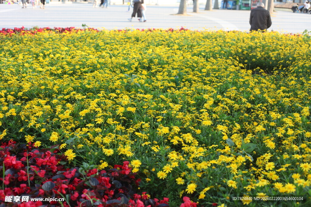 缤纷花海 绽放绚丽色彩