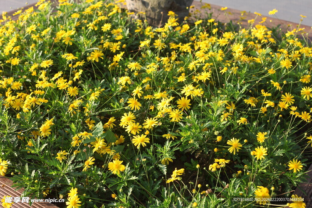 金黄小花绽放绿意间