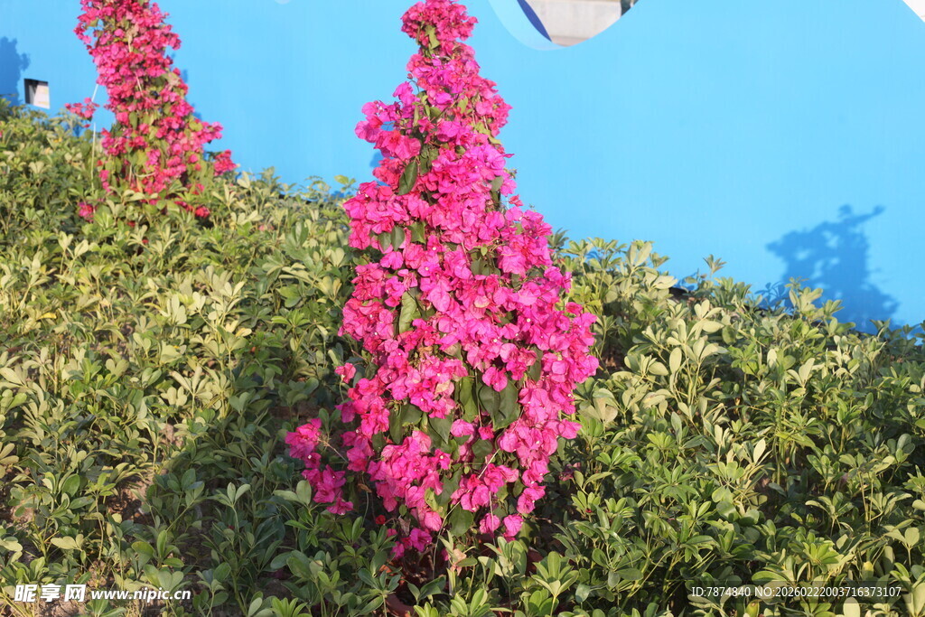 艳丽三角梅绽放于蓝天