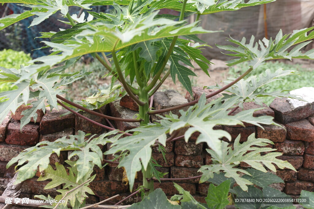 墙边生长的翠绿植物