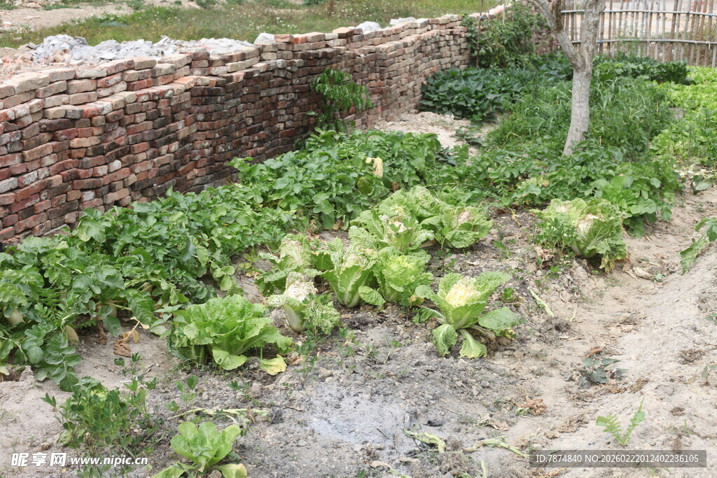 菜园一角的翠绿蔬菜