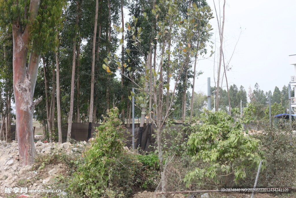 砍伐后的树林场景