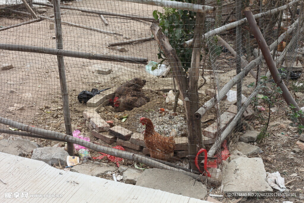 围栏内的几只鸡