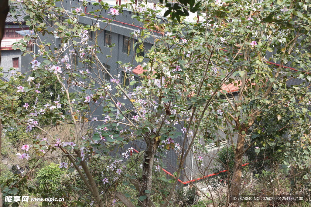 繁茂树丛中的自然景致