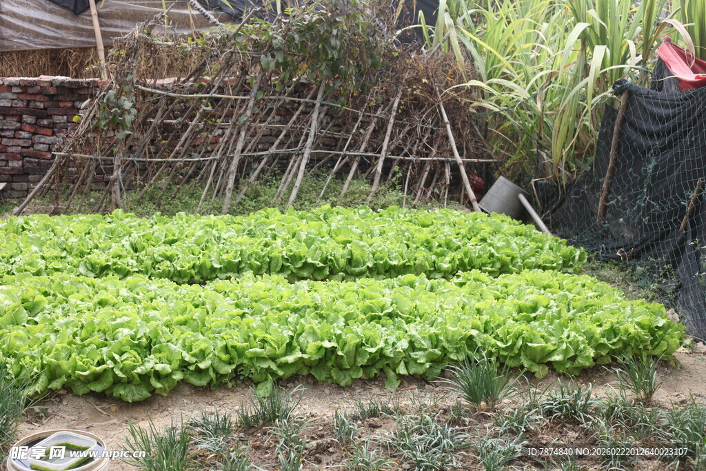 菜园中的嫩绿蔬菜