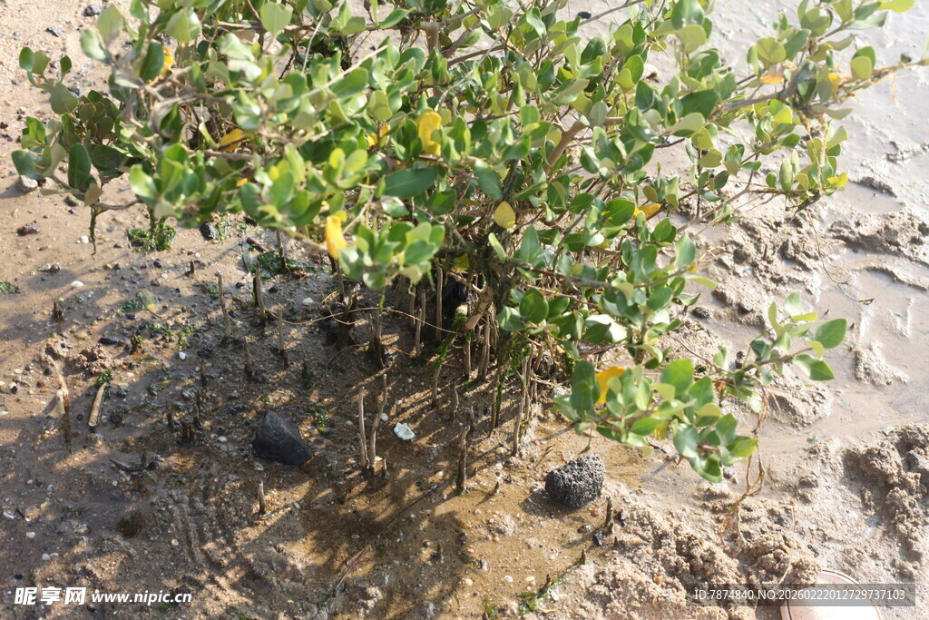 泥地上的绿色小灌木