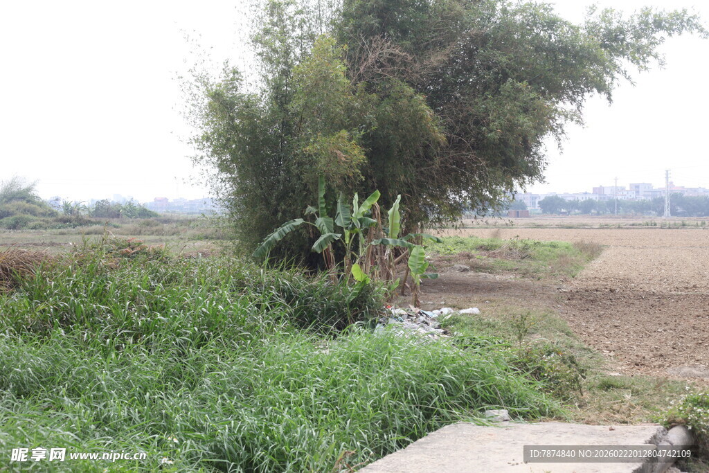 乡村田野边的绿植景象